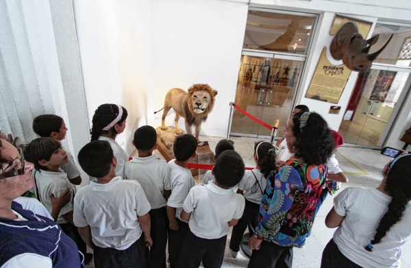 Un-león-hallado-en-casa-de-Zuloaga-se-exhibe-en-el-Museo-de-Ciencias