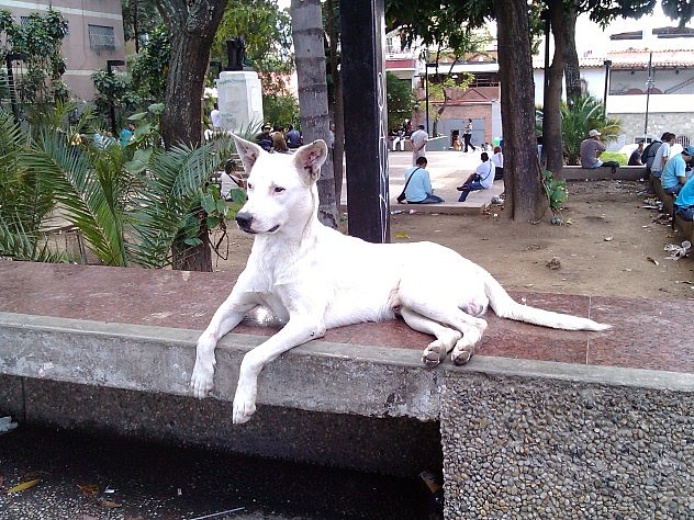 Perro en situación de calle en la plaza Las Mercedes, bulevar Panteón, en Caracas. Foto: Nadesjka Landaeta