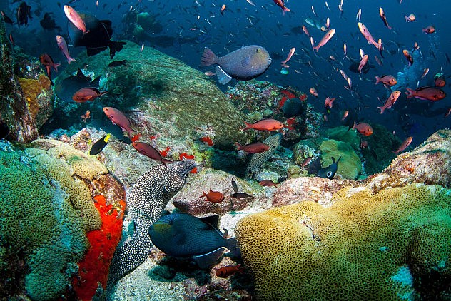 La vida bajo el mar en la isla Ascensión. Foto: Wetch