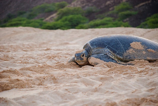 La isla Ascensión es un lugar permanente de desove para numerosas tortugas. Foto: a_willis en Flickr