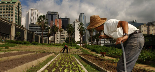 Agriculture-urbaine-fig1-FAO