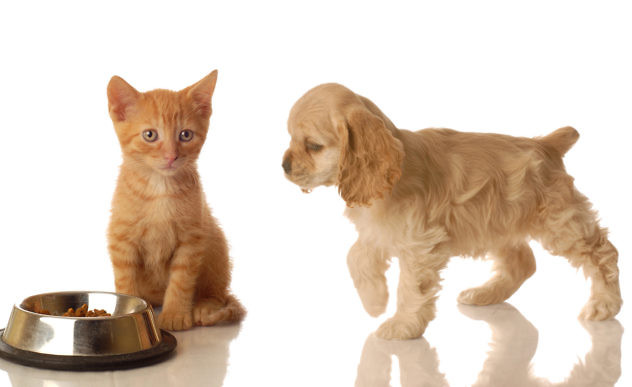 images-of-a-dog-and-cat-wallpaper