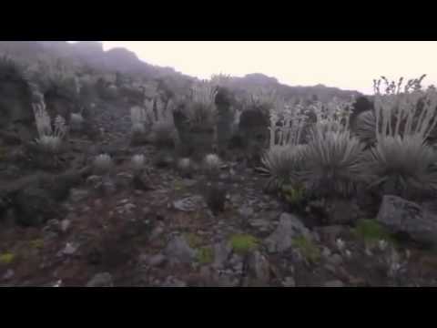 El silencio de las moscas se estrena este viernes