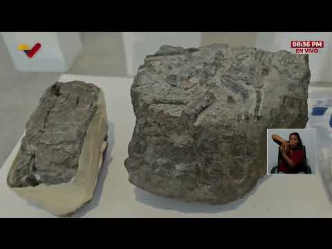 Descubren fósil de posible ictiosaurio en el estado Táchira