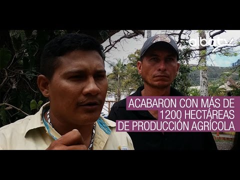 Acabaron con más de 1200 hectáreas de produccion agrícola