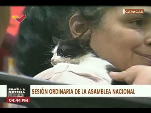 Ley de para el trato digno y responsable a los Animales de Compañía inicia discusión en Venezuela