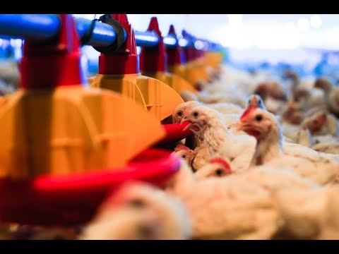 Maduro reactiva granja avícola La Estación en estado Portuguesa, acto completo