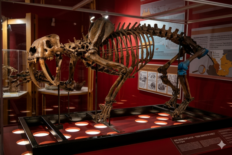 El Museo de Ciencias inaugurará exposición con tecnología lítica y un esqueleto de tigre dientes de sable